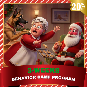 Behavior Camp Promo