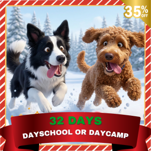 DaySchool or DayCamp Promo
